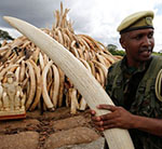 Can Burning Elephant Tusks Help In Protecting African and Asiatic Elephants?